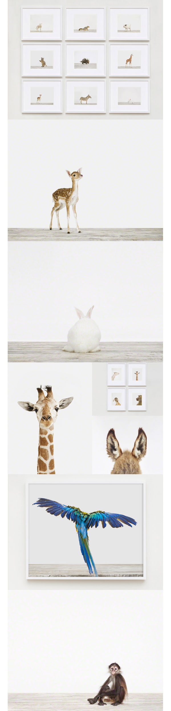 The-Animal-Print-Shop-Art The-Animal-Print-Shop-Art